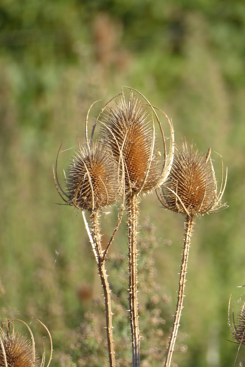 Teazle, Džiovintos Gėlės, Į Pietus Nuo Prancūzijos, Laukas, Vasara, Gamta, Nemokamos Nuotraukos,  Nemokama Licenzija