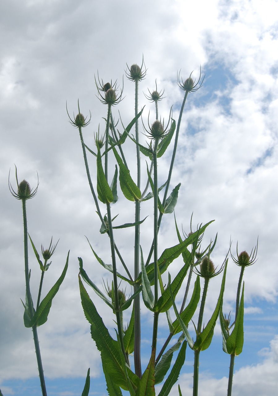 Teazle, Dipsacus, Teazelis, Augalas, Laukiniai, Dygliuotas, Bendras, Nemokamos Nuotraukos,  Nemokama Licenzija