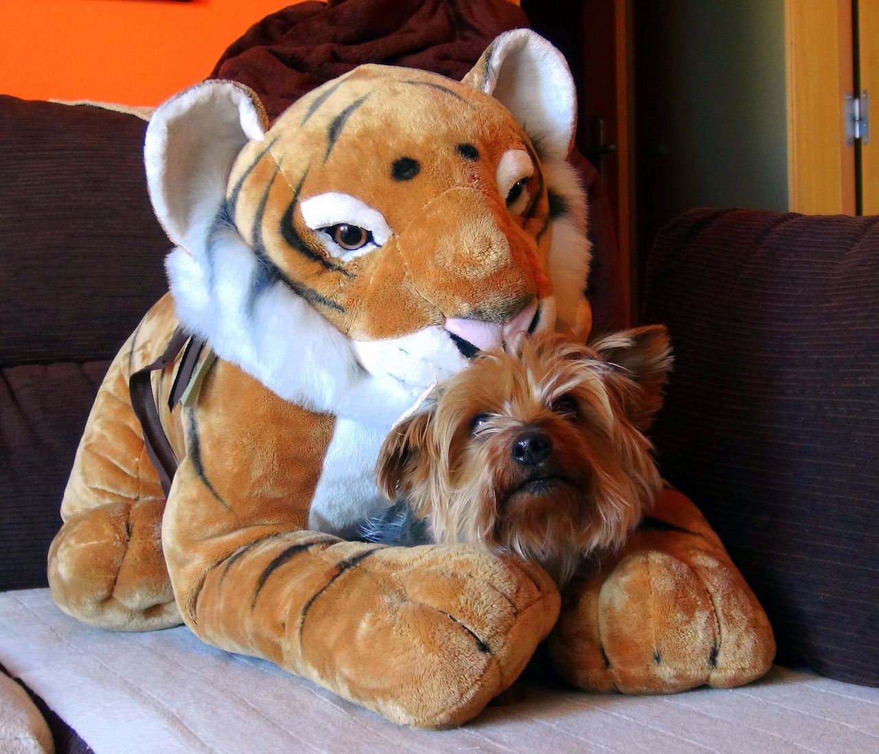 Teddy, Tigras, Naminis Gyvūnėlis, Šuo, Draugas, Žavinga, Atrodo, Kalė, Šunų Lenktynės, Mylėti