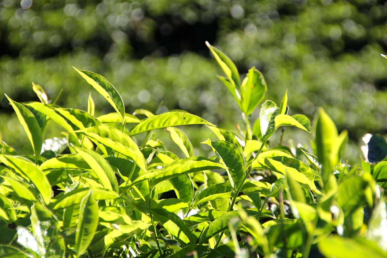 Tee, Plantacija, Arbatos Plantacija, Indija, Auginimo Terasos, Nemokamos Nuotraukos,  Nemokama Licenzija