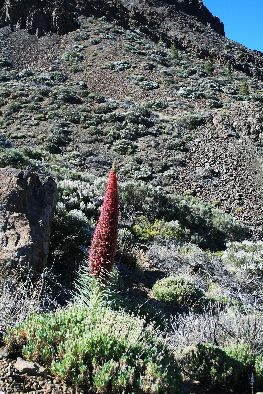 Teide Nacionalinis Parkas, Tajinaste Rojo, Raudonos Gėlės, Tenerifė, Nacionalinis Parkas, Kanarų Salos, Nacionalinis Parkas Teide, Teide, Tajinaste, Nemokamos Nuotraukos
