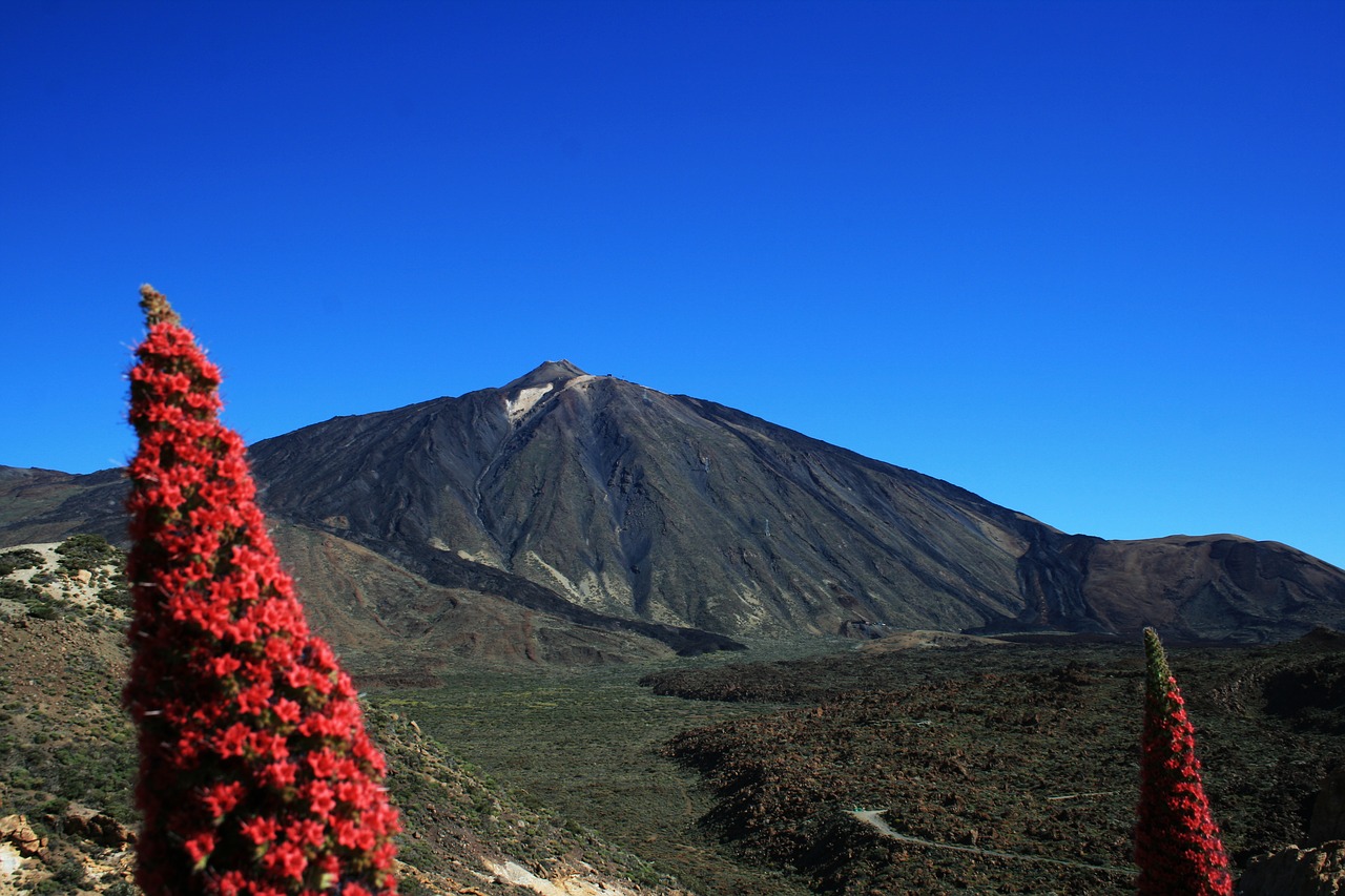 Teide Nacionalinis Parkas, Tajinaste Rojo, Raudonos Gėlės, Tenerifė, Nacionalinis Parkas, Kanarų Salos, Nacionalinis Parkas Teide, Teide, Tajinaste, Nemokamos Nuotraukos