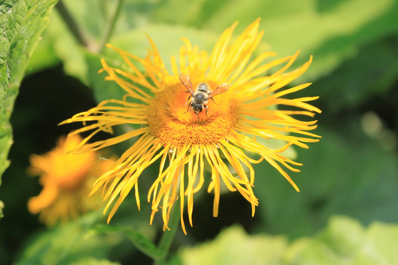 Telekia, Gėlės, Asteraceae, Geltona, Oranžinė, Oksiukas, Speciosa, Augalai, Hoverfly, Nemokamos Nuotraukos