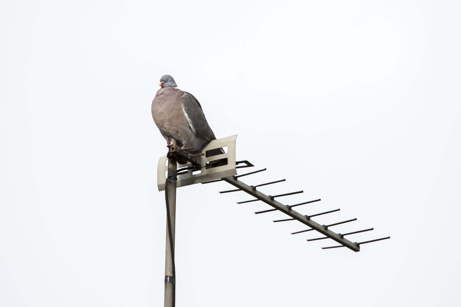 Antena & Nbsp,  - & Nbsp,  Antena,  Namas,  Gyvenamasis Namas,  Televizija & Nbsp,  Antena,  Balta & Nbsp,  Fonas,  Menas & Nbsp