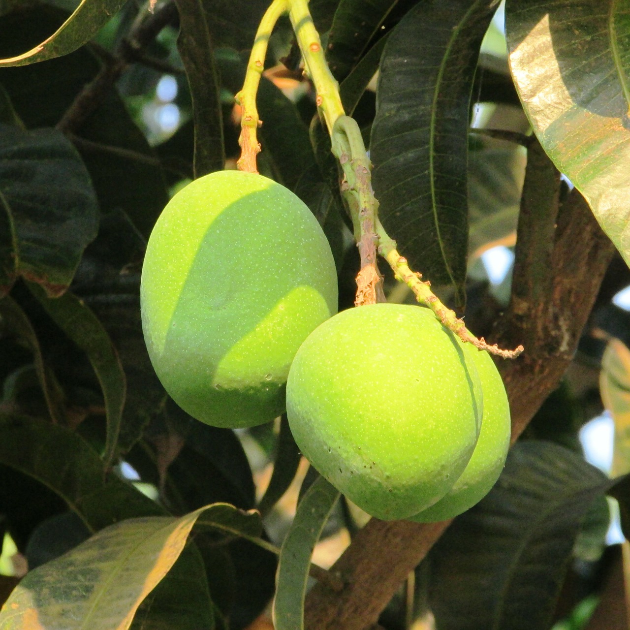 Konkursas Mango, Švieži Mango, Dharwad, Indija, Vaisiai, Sultingas, Maistas, Prinokę, Sveikas, Šviežias