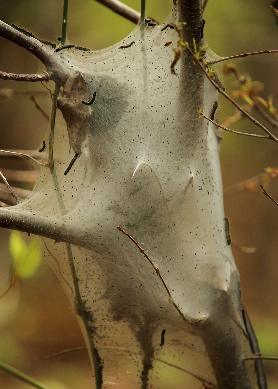 Palapinės Vikšras, Malacosoma Americanum, Sodo Kenkėjas, Šilko Palapinė, Lervos Stadija, Vikšras, Natūralus, Antena, Vabzdys, Laukinė Gamta