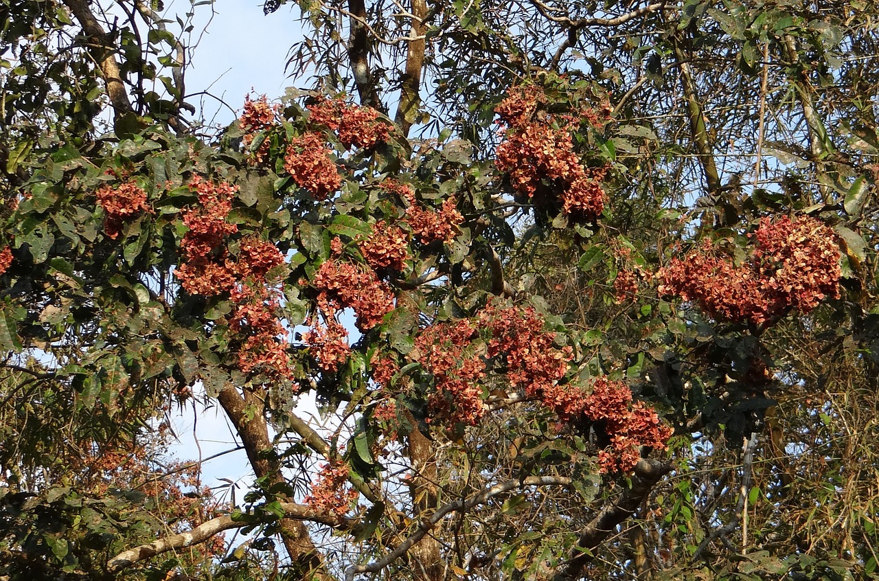 Terminalia Paniculata, Kinjal, Žydėjimo Murdah, Asvakarnah, Vakarų Gatas, Indija, Nemokamos Nuotraukos,  Nemokama Licenzija