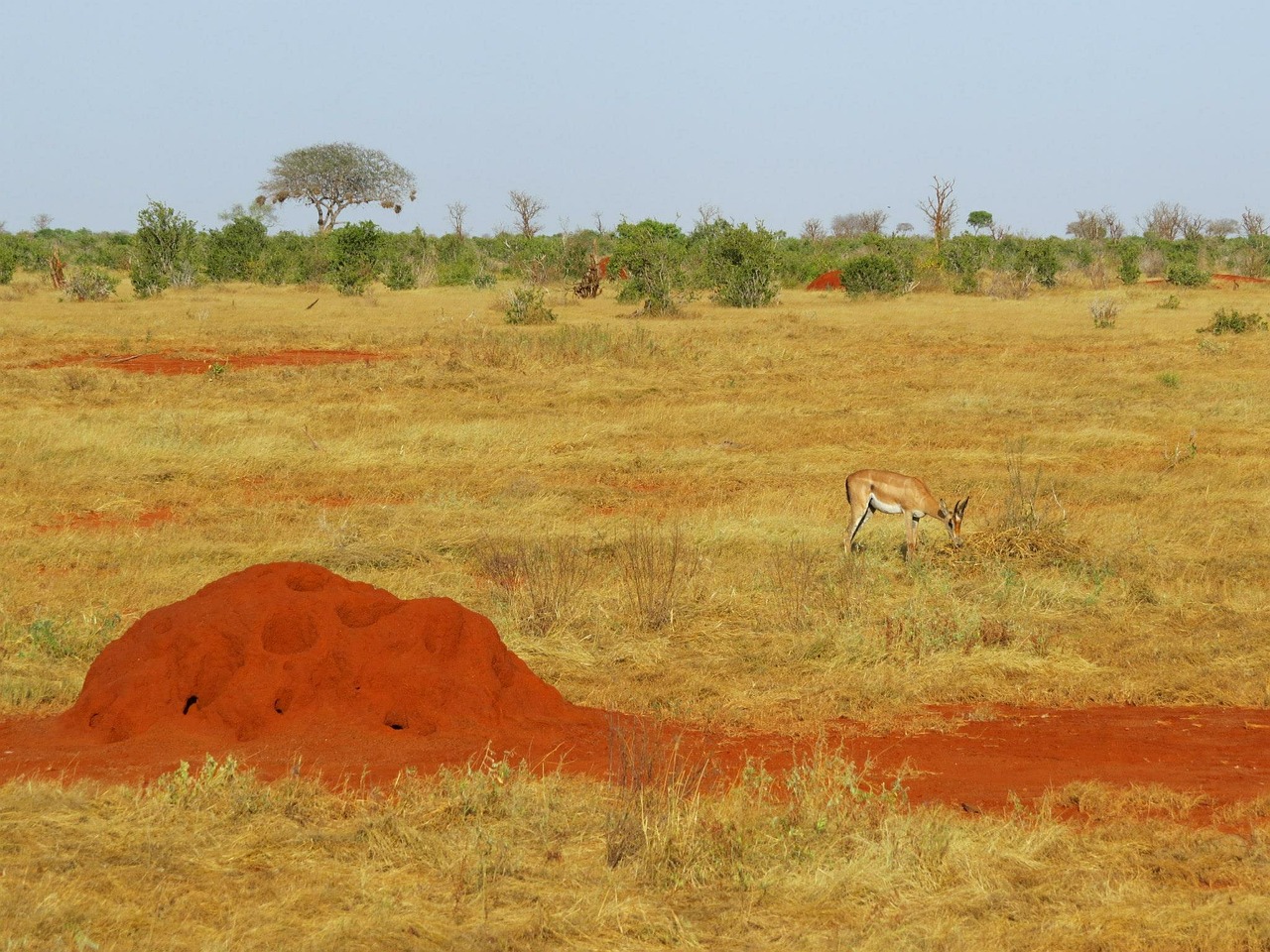 Termitas, Termito Kalnas, Savanna, Afrika, Ganyklos, Kraštovaizdis, Laukinė Gamta, Safari, Kenya, Nemokamos Nuotraukos