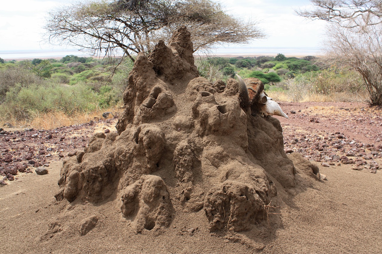 Termitiera, Safari, Tanzanija, Karater Ngorongoro, Afrika, Termitai, Gamta, Nemokamos Nuotraukos,  Nemokama Licenzija