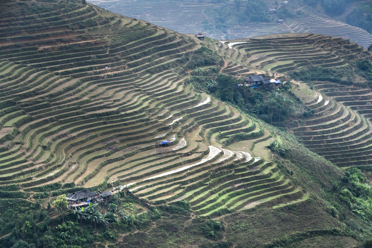 Terasos,  Peizažas,  Sơnla,  Ss Chau,  Stebuklinga,  Laukas,  Vietnamas,  Žingsnis,  Fonas,  Natūralus