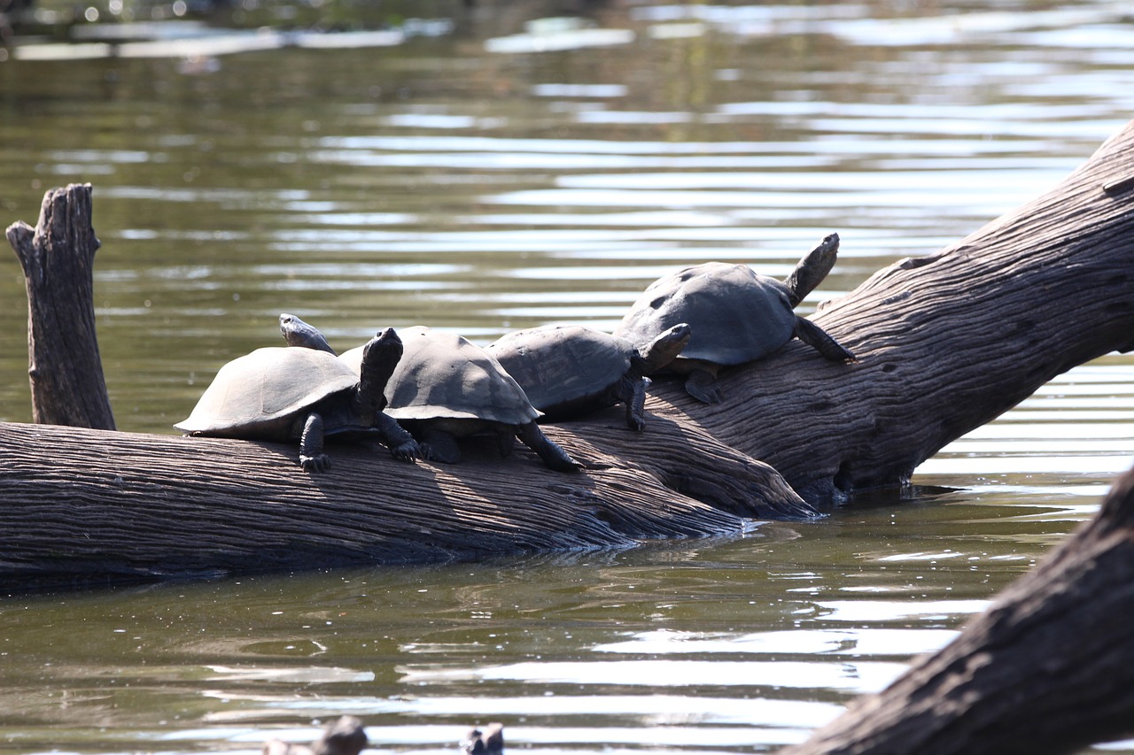 Terrapin, Kruger, Vanduo, Fotografija, Laukinė Gamta, Afrika, Ropliai, Nemokamos Nuotraukos,  Nemokama Licenzija