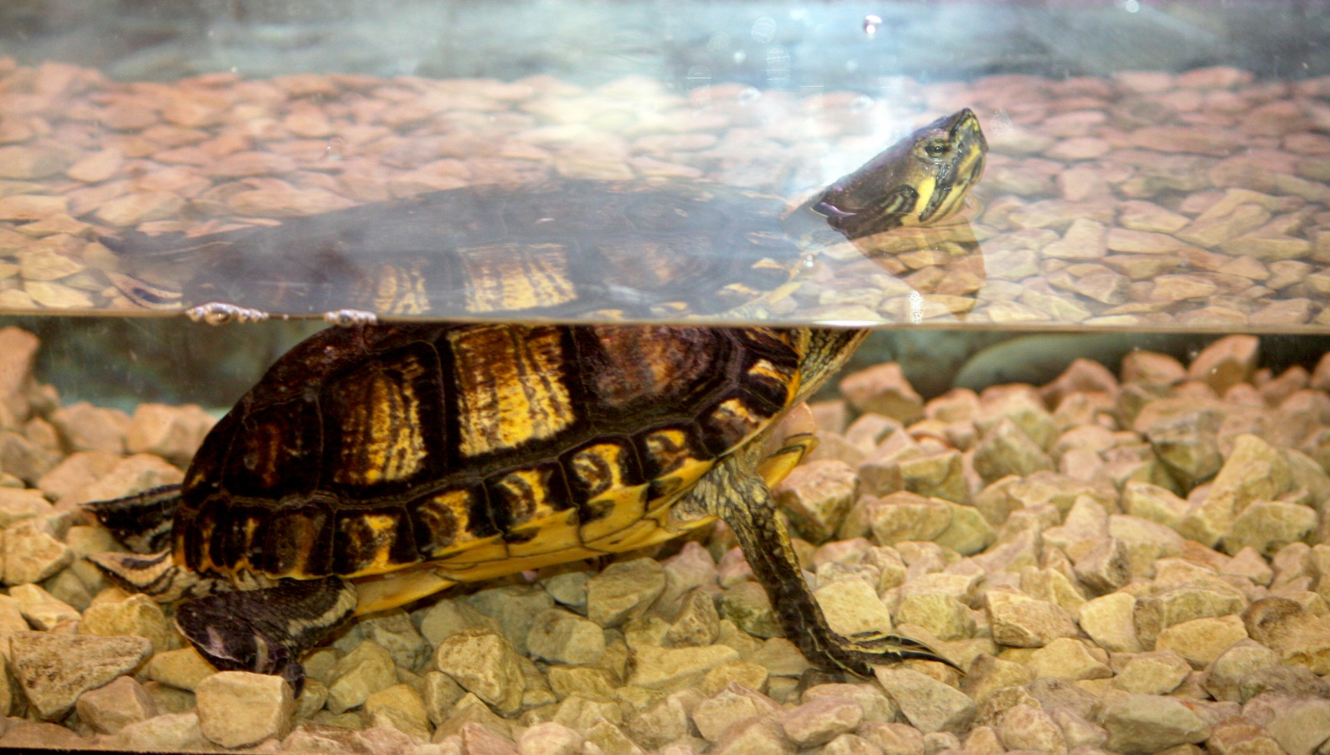 Terrapin,  Gyvūnas,  Naminis Gyvūnėlis,  Akvariumas,  Rezervuaras,  Vanduo,  Maudytis,  Laisvas,  Vaizdas,  Nuotrauka