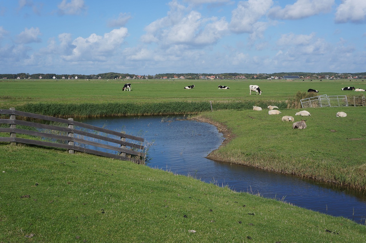 Terschellingerio Polderis Kirkšnyje, Terschelling, Polderis, Karvės, Avys, Vasara, Kirminas, Nemokamos Nuotraukos,  Nemokama Licenzija