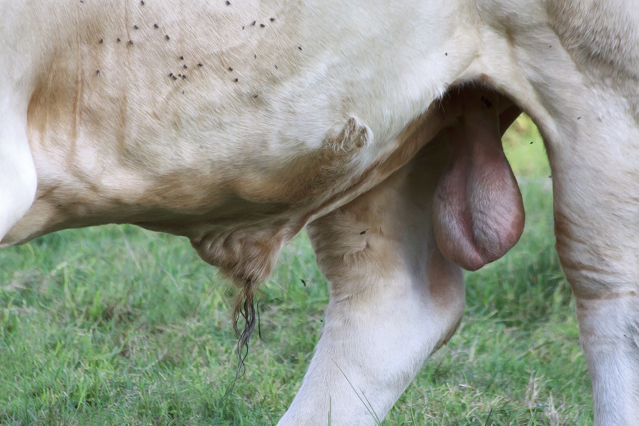 Sėklides,  Bull,  Jautiena,  Patinas,  Lenktynės,  Galvijų,  Gyvūnas,  Ganyklos,  Pobūdį,  Meadow