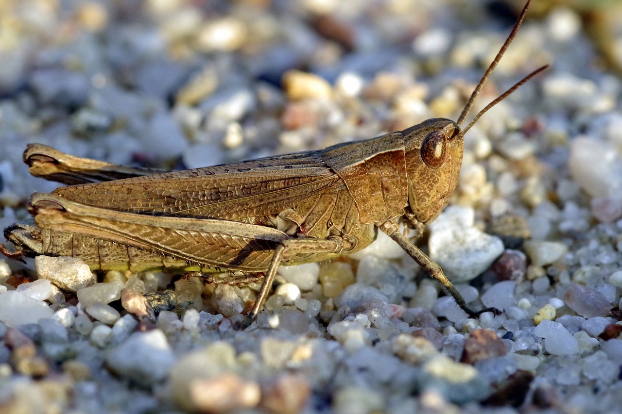 Tettigonia Viridissima, Žiogas, Vabzdys, Žalias, Smėlis, Makro, Konik, Kriketas, Gamta, Šokinėti