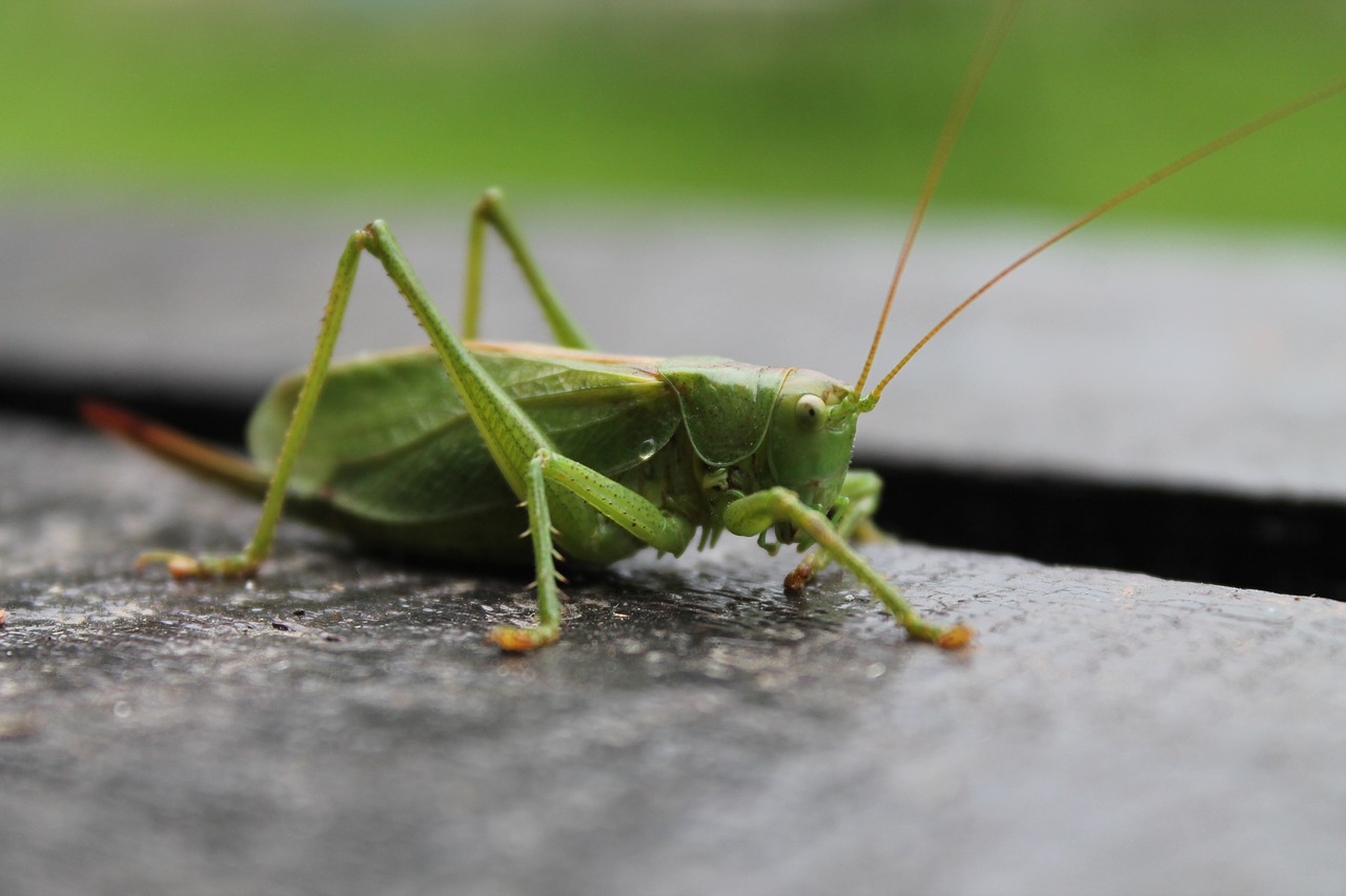 Tettigonia Viridissima, Vasara, Žalias, Kriketas, Žiogas, Gamta, Nemokamos Nuotraukos,  Nemokama Licenzija