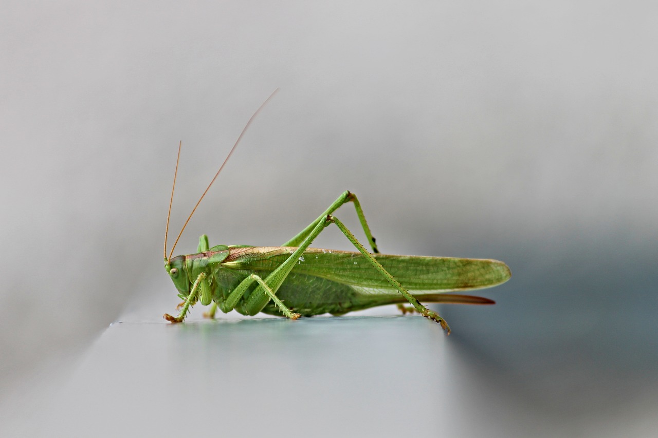 Tettigonia Viridissima, Viridissima, Žiupsneliai, Vabzdys, Žiogas, Uždaryti, Žalias, Heupferdchen, Praleisti, Katydid