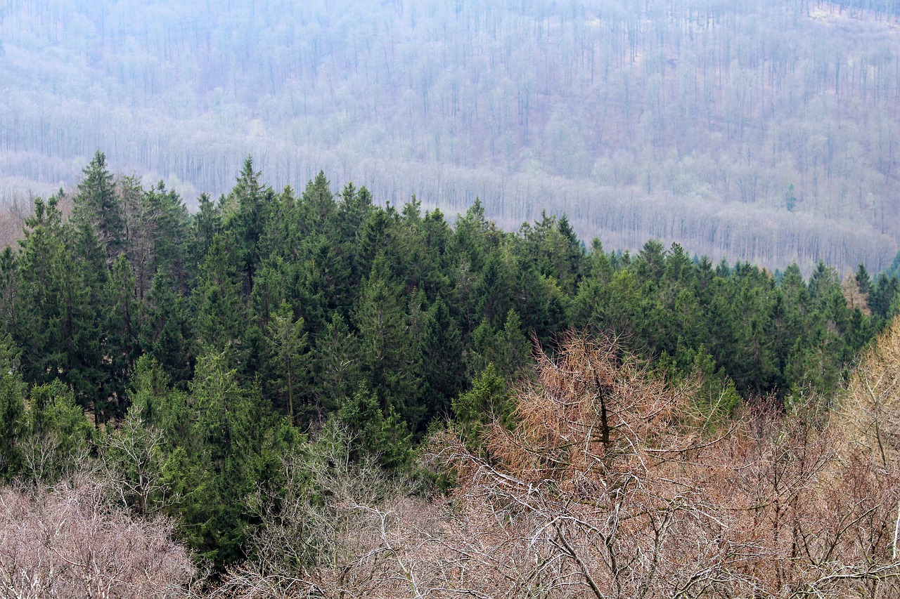 Teutoburgo Miškas, Miškas, Kraštovaizdis, Ruduo, Turizmas, Teutoburgas, Detmold, Hermano Memorialas, Mistinis, Lapuočių Miškas