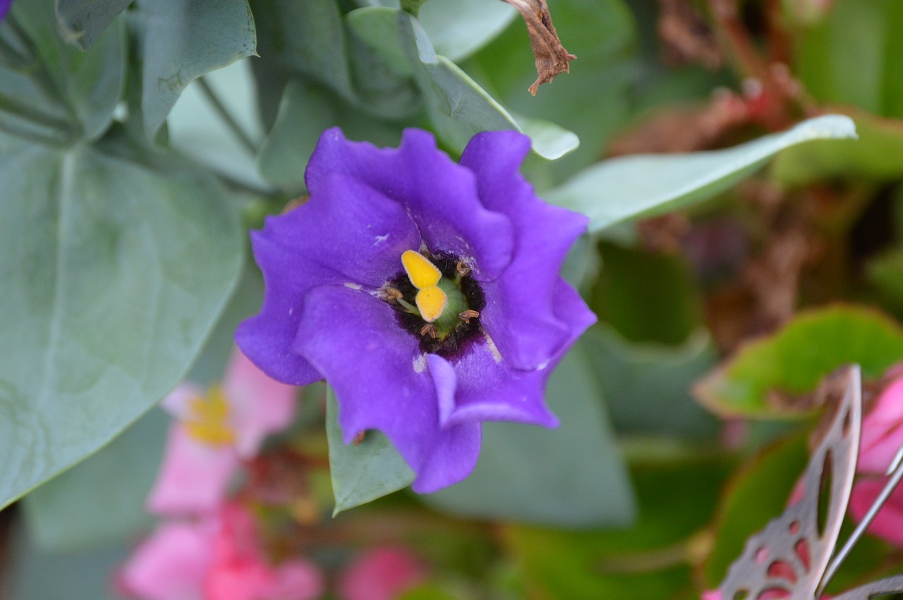 Texas, Mėlynos Spalvos Žiedas, Lisianthus, Nemokamos Nuotraukos,  Nemokama Licenzija