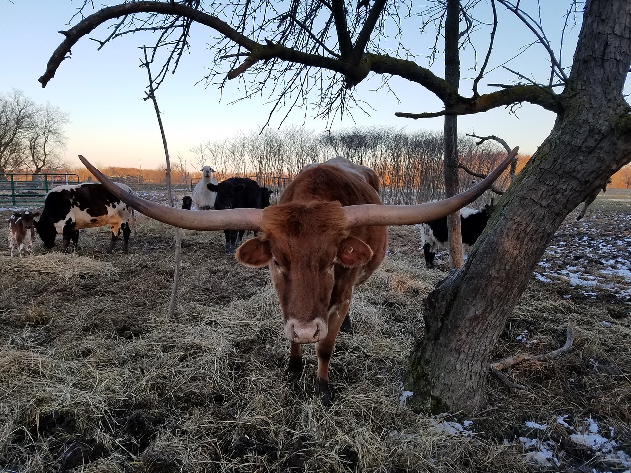 Teksasas Ilgaplaukis, Galvijai, Karvė, Texas, Longhorn, Ragas, Ūkis, Ganykla, Ranča, Ganymas