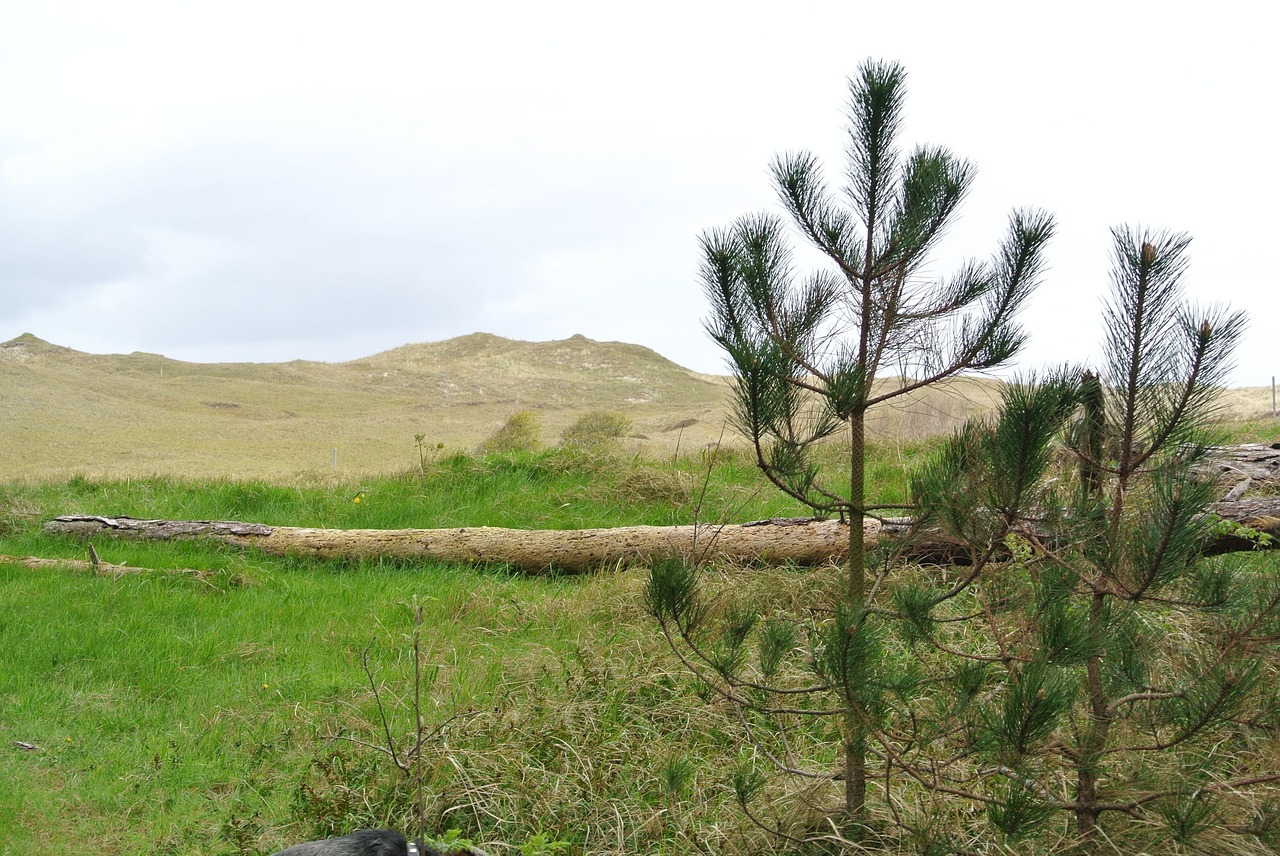 Texel, Kopos, Kraštovaizdis, Augalas, Šventė, Šiaurės Jūra, Nemokamos Nuotraukos,  Nemokama Licenzija