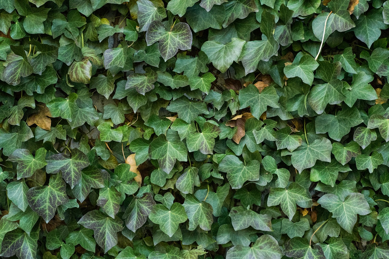 Tekstūra, Ivy Lapai, Fonas, Alpinistas, Gamta, Žalias, Augalas, Užteršimas, Siena, Ausis Siena