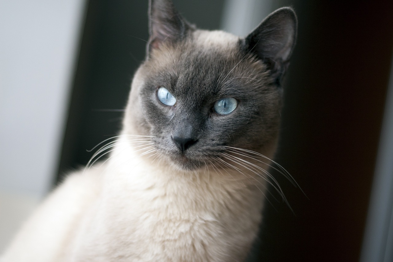 Tai Katė, Katė, Mėlynos Akys, Naminis Gyvūnėlis, Nemokamos Nuotraukos,  Nemokama Licenzija