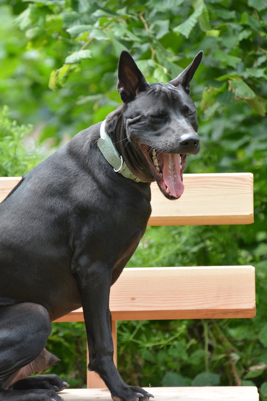 Tajų Ridžbekas, Tajų Ridžbekų Šuo, Ridžbekas, Juodas Šuo, Šuo, Žiovulys, Juoda, Hundeportrait, Nemokamos Nuotraukos,  Nemokama Licenzija