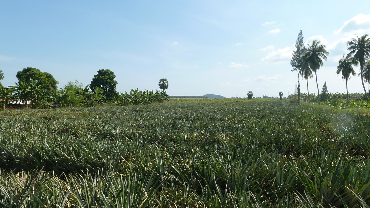 Tailandas, Kraštovaizdis, Asija, Laukas, Gamta, Plantacija, Nemokamos Nuotraukos,  Nemokama Licenzija