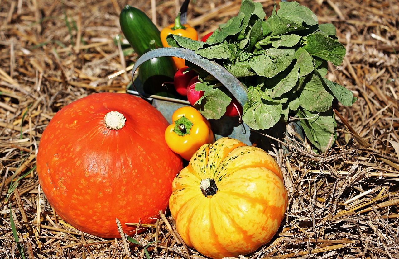 Padėka, Moliūgai, Agurkai, Paprika, Ridikai, Ruduo, Kiškis, Rudens Apdaila, Apdaila, Oranžinė