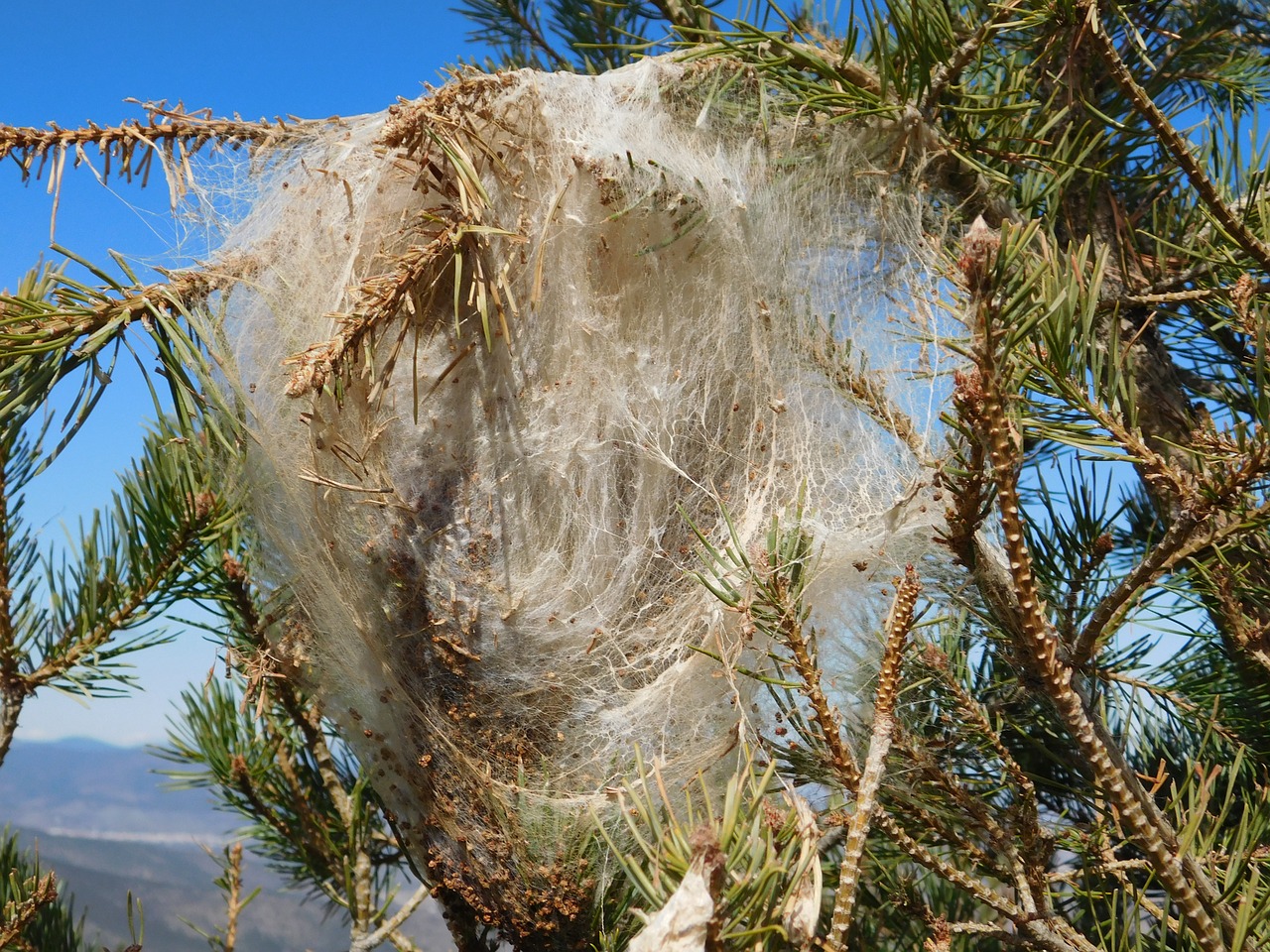 Thaumetopoea, Pityocampa, Kirminas, Vikšras, Vabzdys, Plaukuotas, Lerva, Pavojingas, Maras, Medis