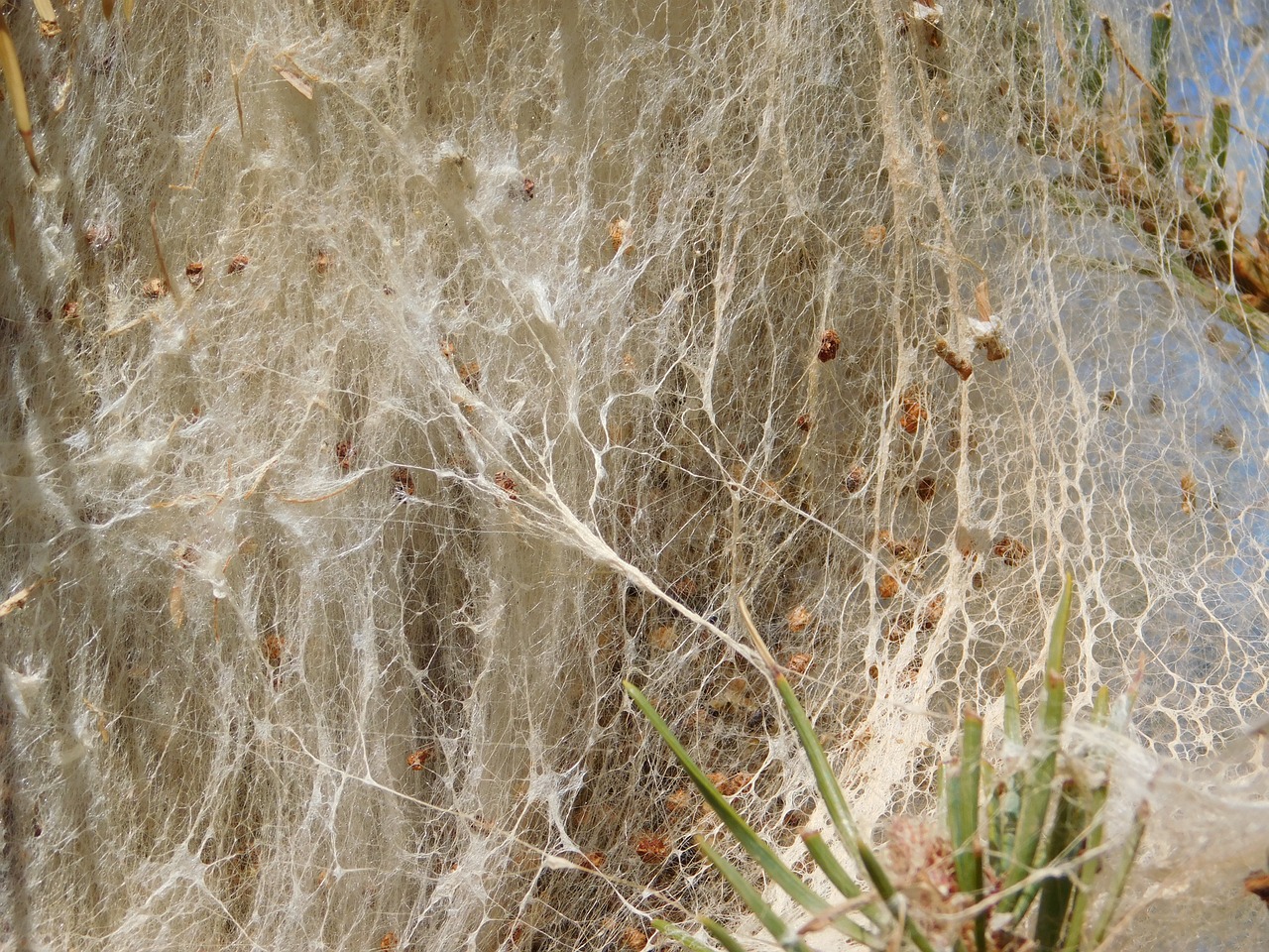 Thaumetopoea, Pityocampa, Kirminas, Vikšras, Vabzdys, Plaukuotas, Lerva, Pavojingas, Maras, Medis