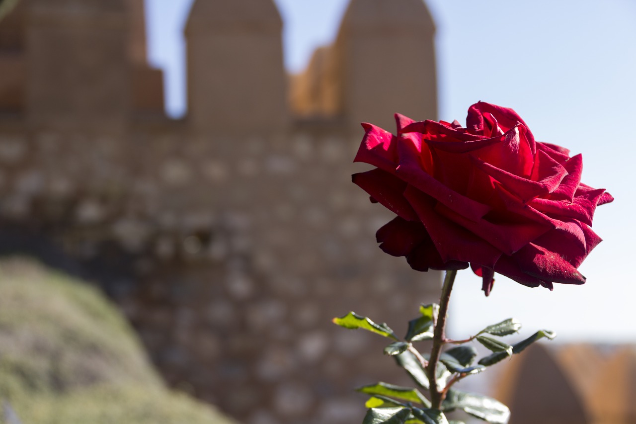 Alcazaba, Almerija, Nemokamos Nuotraukos,  Nemokama Licenzija