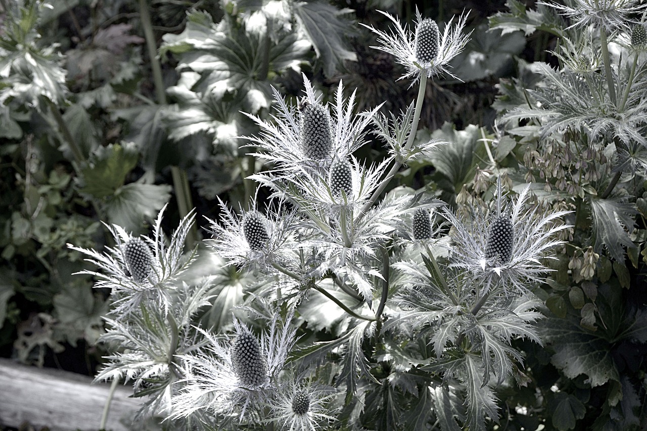 Alpinis Eryngo, Mėlynoji Strėlė, Edeldistel, Augalas, Drakonas, Gamta, Paskatinti, Uždaryti, Žiedas, Žydėti