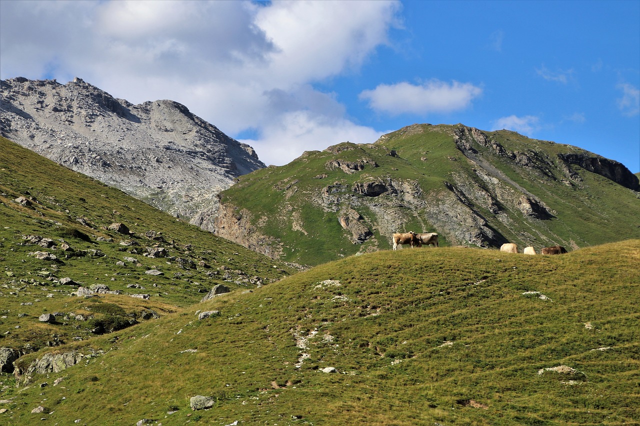 Alpės,  Kalnai,  Išėmos,  Debesys,  Kraštovaizdis,  Karvės,  Vasara,  Peržiūrėti,  Kalnų,  Hill