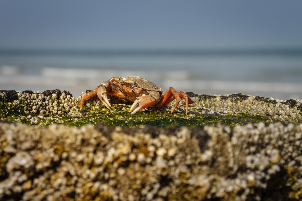 Paplūdimio Krabai,  Carcinus Maenas,  Krabas,  Vėžys,  Papludimys,  Jūros Dumblių,  Akiniai,  Midijos,  Raudona,  Oranžinė