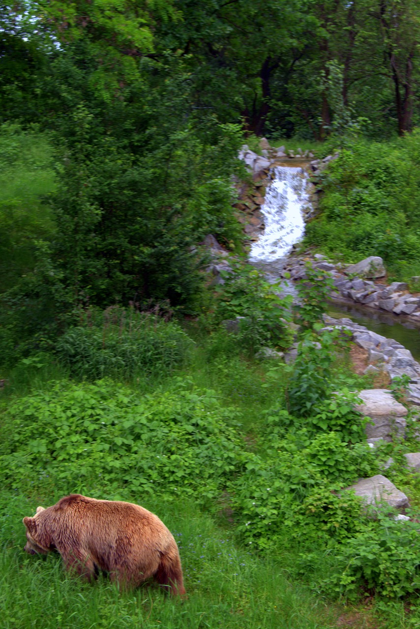 Meška, Laukinė Gamta, Srautas, Krioklys, Laukinė Gamta, Kalnai, Gamta, Miškas, Upė, Akmenys