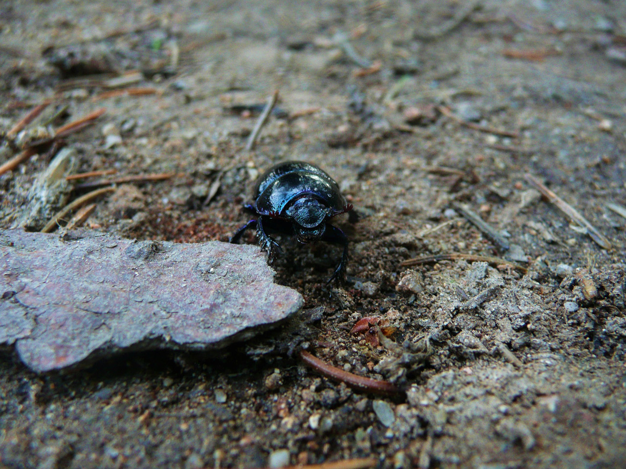 Beatle,  Laukiniai,  Miškas,  Beatle, Nemokamos Nuotraukos,  Nemokama Licenzija