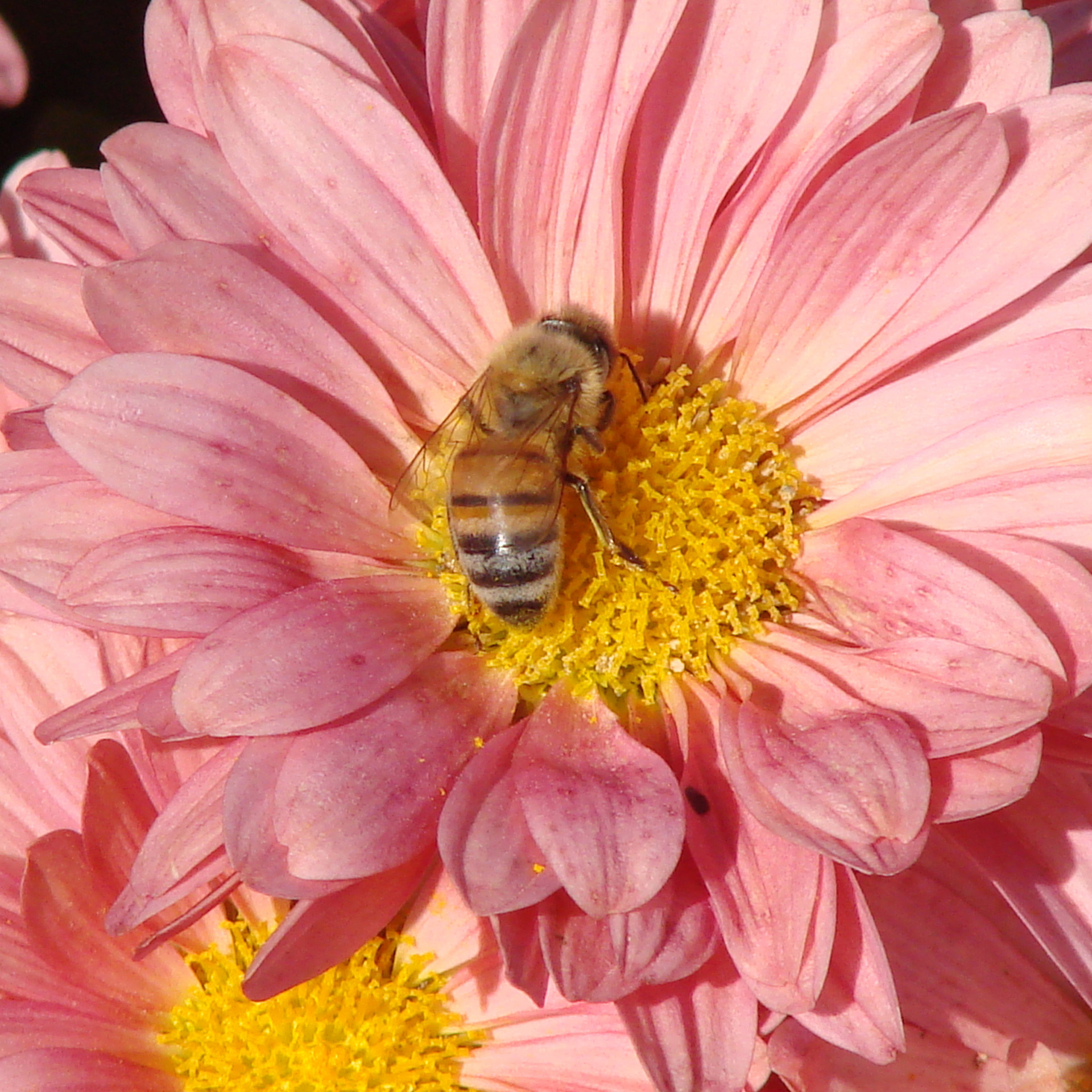 Bičių,  Apdulkinimas,  Gėlė,  Daisy,  Rožinis,  Vasara,  Bičių Ir Gėlių, Nemokamos Nuotraukos,  Nemokama Licenzija