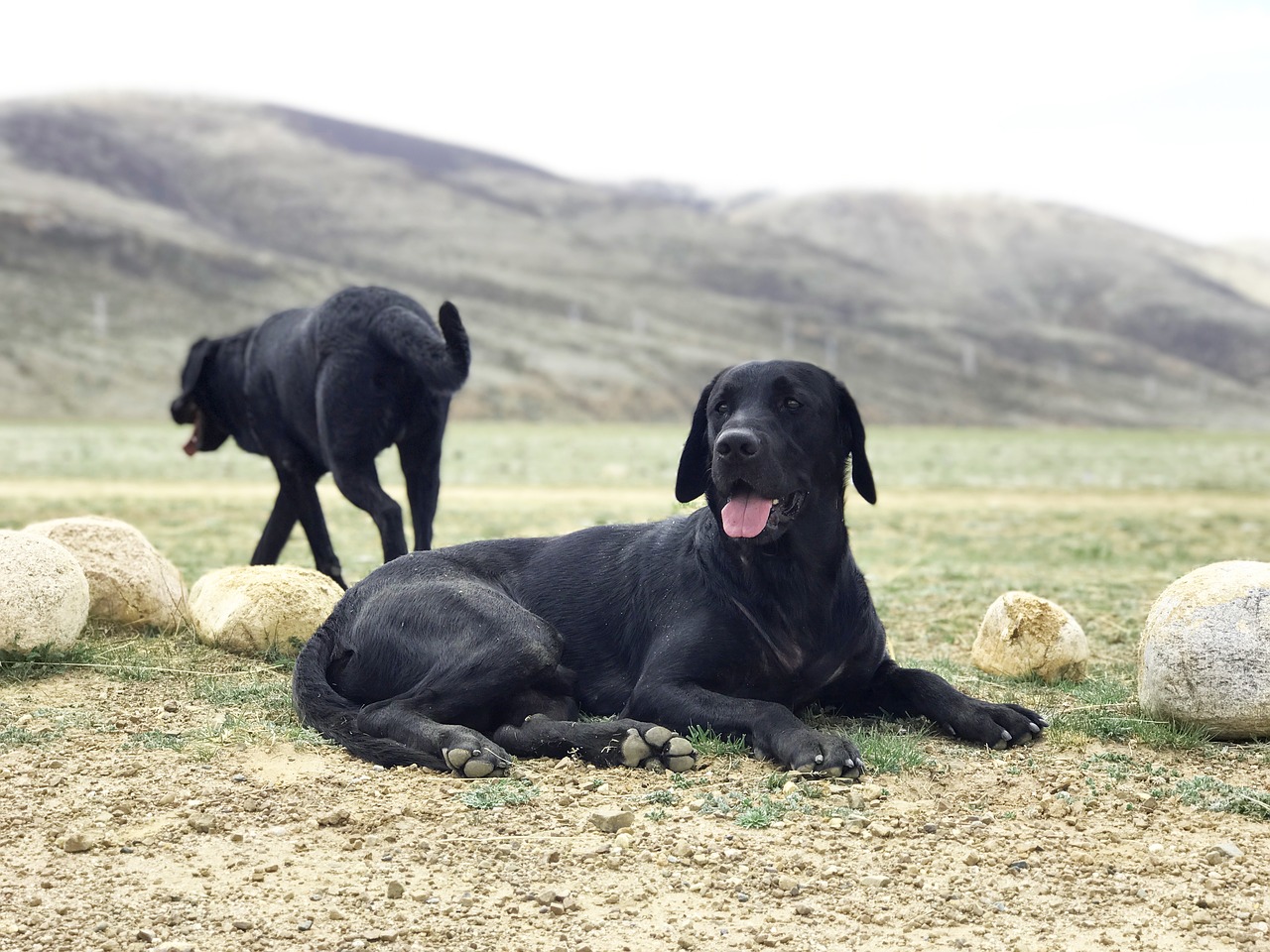 Juodas Šuo, Labradoras, Prairie, Nemokamos Nuotraukos,  Nemokama Licenzija