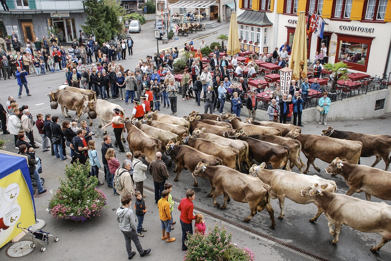 Galvijų Rinka, Karvė, Appenzell, Šveicarija, Tradicijoje, Nemokamos Nuotraukos,  Nemokama Licenzija