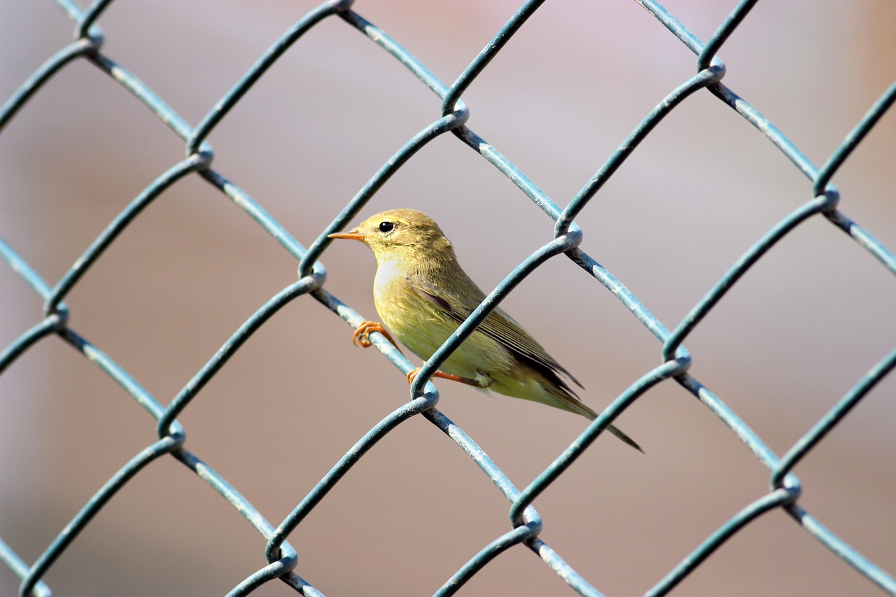 Śivgin, Įprastas Lazdynas, Phylloscopus Collybita, Marmuras, Paukštis, Geltona, Geltona Paukštis, Nemokamos Nuotraukos,  Nemokama Licenzija