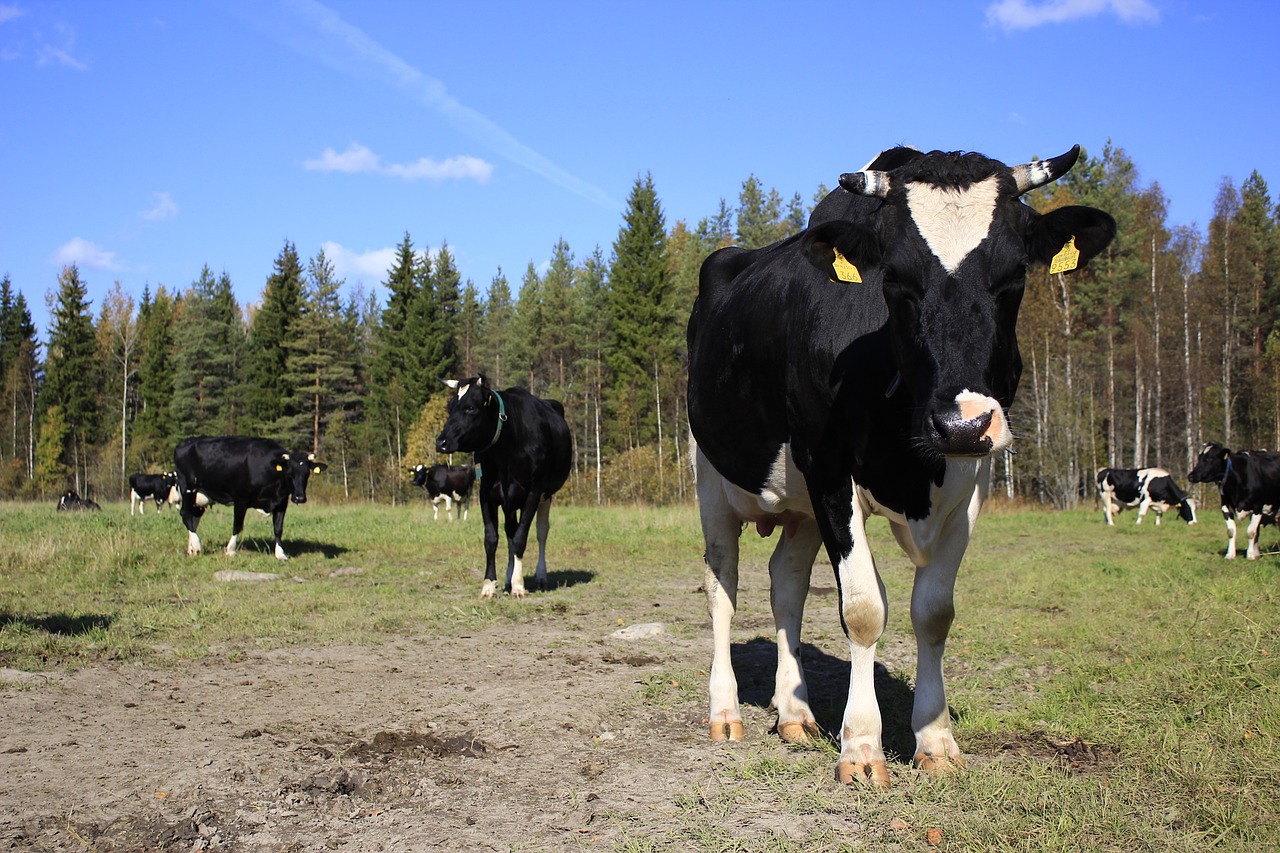 Karvė, Ganykla, Žemdirbystė, Laukas, Nemokamos Nuotraukos,  Nemokama Licenzija