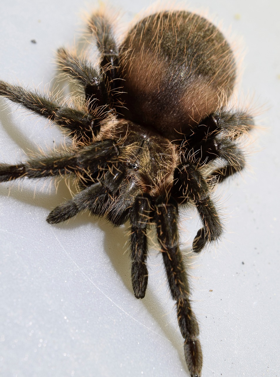 Garbanoti Plaukai Tarantula,  Voras,  Makro,  Uždaryti,  Mažas Voras,  Tarantula,  Spider Akis,  Akis,  Plaukuotas,  Brachypelma Albopilosum