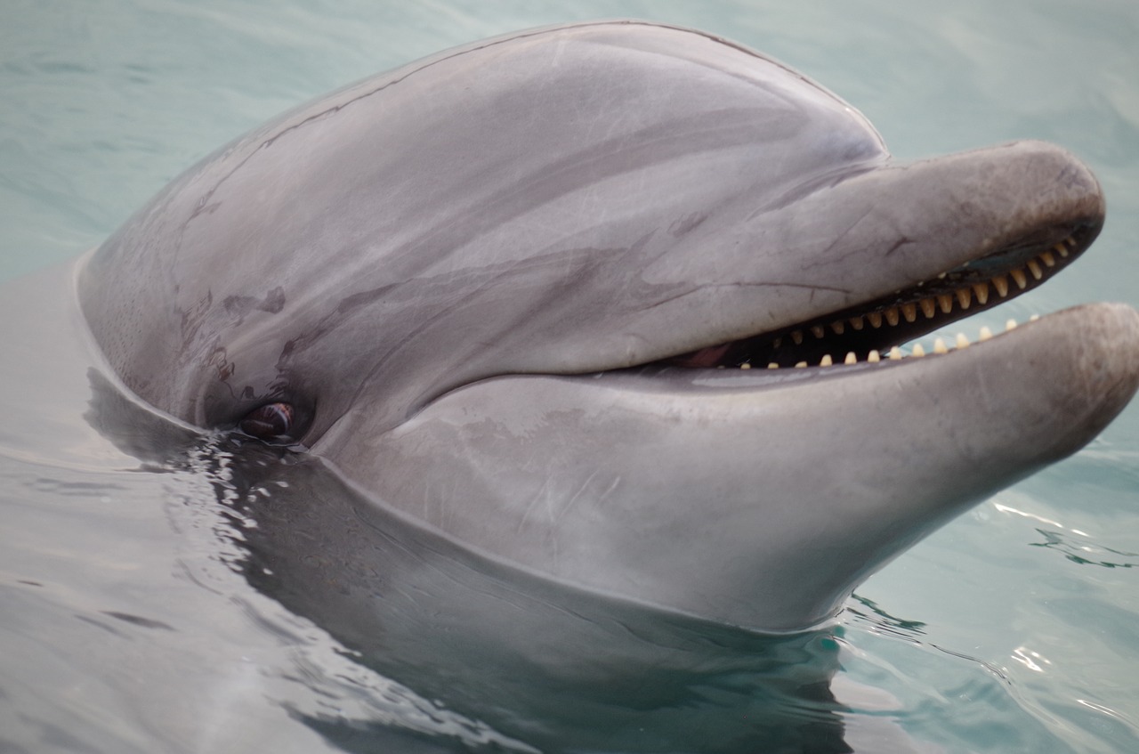 Delfinų,  Plaukimo,  Jūra, Nemokamos Nuotraukos,  Nemokama Licenzija