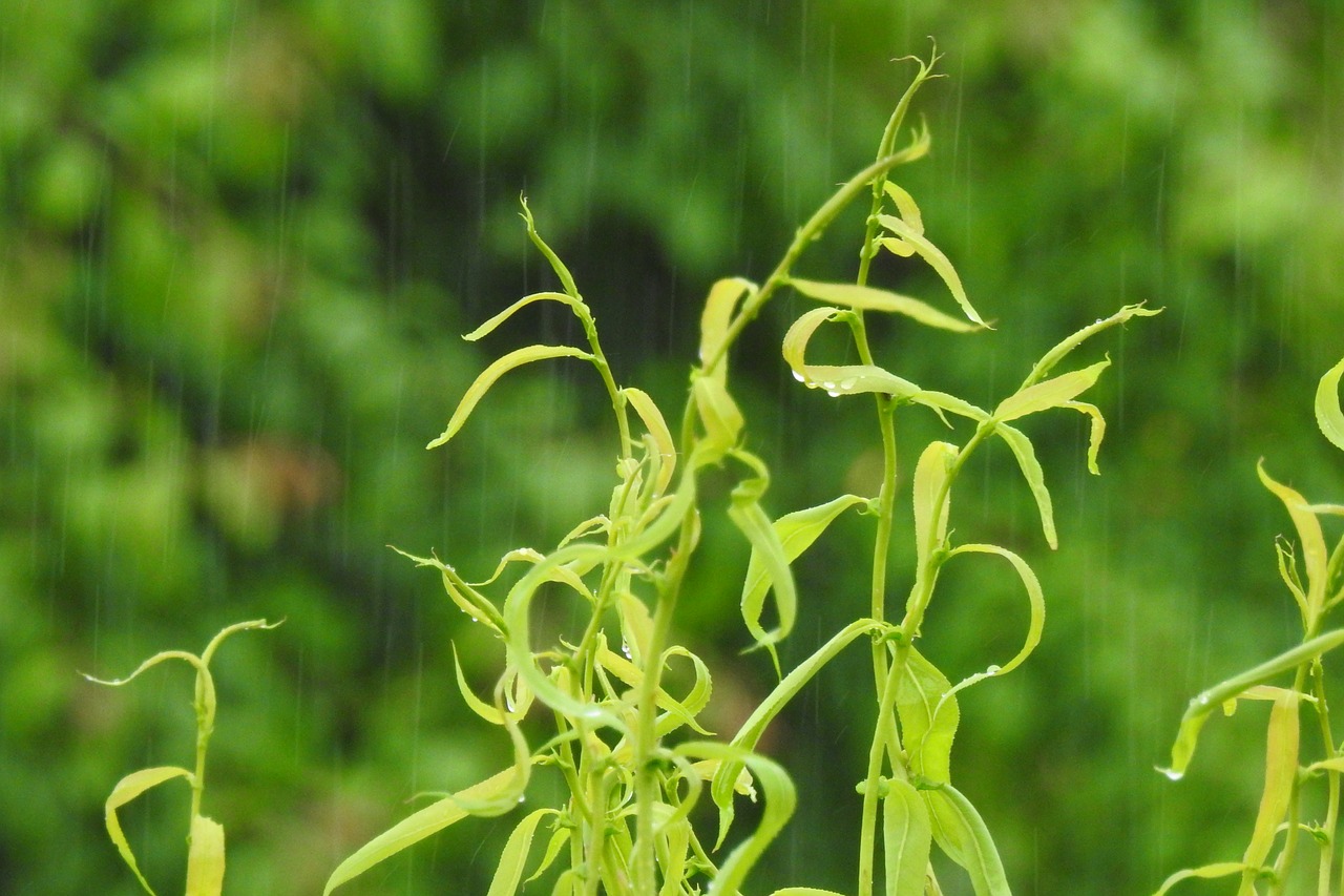 Downpour,  Žalias,  Per Stiklą,  Pavasaris,  Lietaus,  Lietaus Lašai,  Sritis,  Fonas,  Pobūdį,  Lašai Vandens