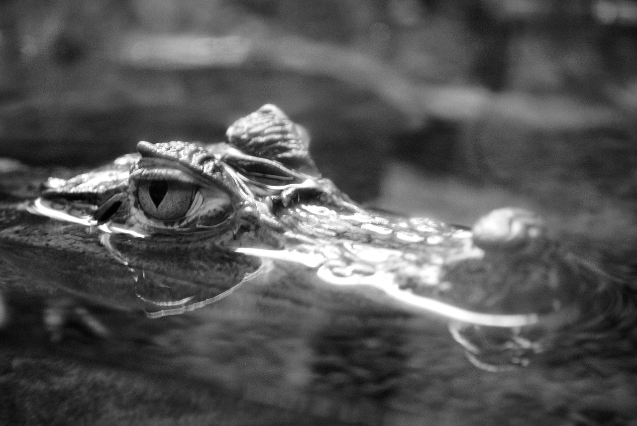 Krokodilo Akis,  Vandens Plėšrūnas,  Juoda Ir Balta,  Medžiotojas, Nemokamos Nuotraukos,  Nemokama Licenzija