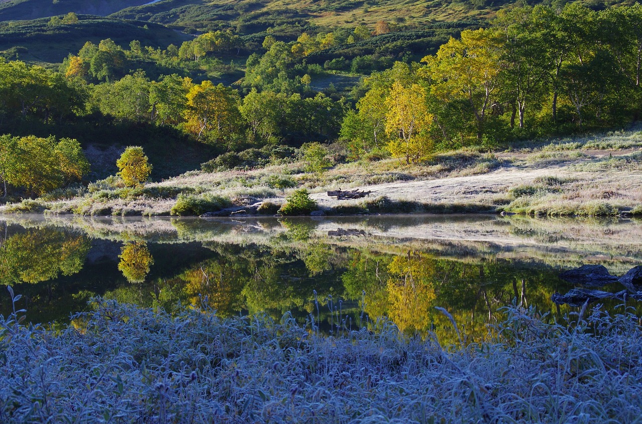 Pirmas Šaltis, Ankstyvasis Ruduo, Indiška Vasara, Šaltas, Šaltis, Ankstus Rytas, Medžiai, Miškas, Kraštovaizdis, Gamta