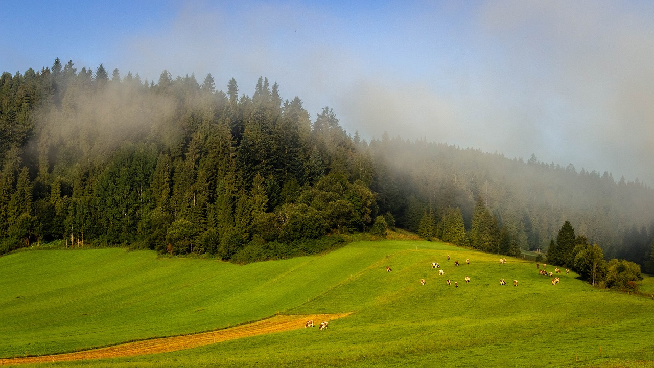 Rūkas,  Laukas,  Kraštovaizdis,  Ryte,  Dangus,  Išsiaiškinti,  Nuotaika,  Misty,  Pobūdį,  Miškas