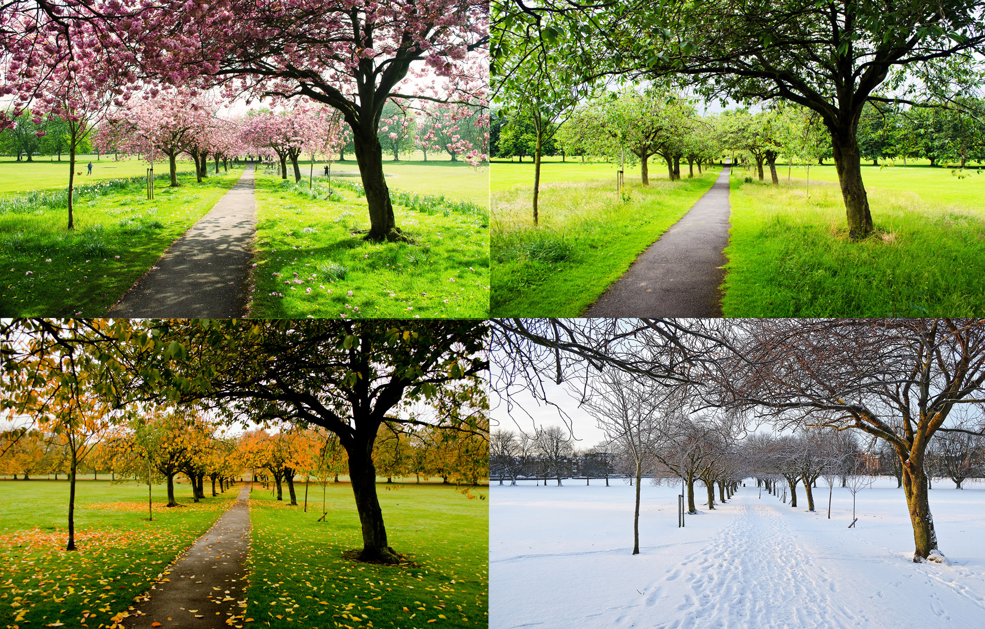 Keturi,  Pavasaris,  Vasara,  Ruduo,  Žiema,  Parkas,  Anglija,  Astronomas,  Šiaurė,  Jorkšyras